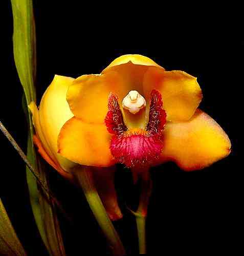 Bifrenaria harrisoniae